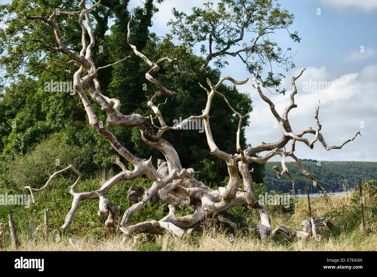 I rami ritorti di un morto e caduti quercia, Wales, Regno Unito Foto Stock