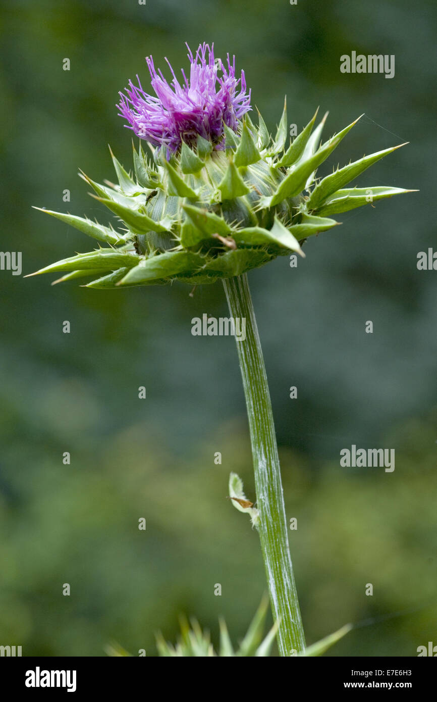 Beata cardo, Silybum marianum Foto Stock