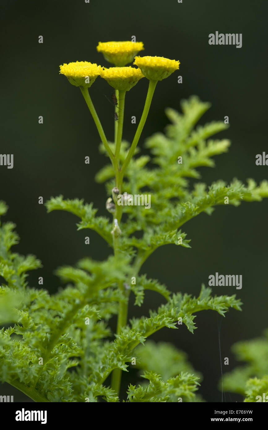 Tansy comune, tanacetum vulgare Foto Stock