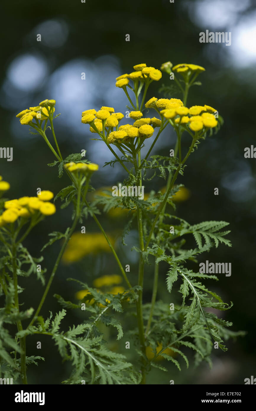 Tansy comune, tanacetum vulgare Foto Stock