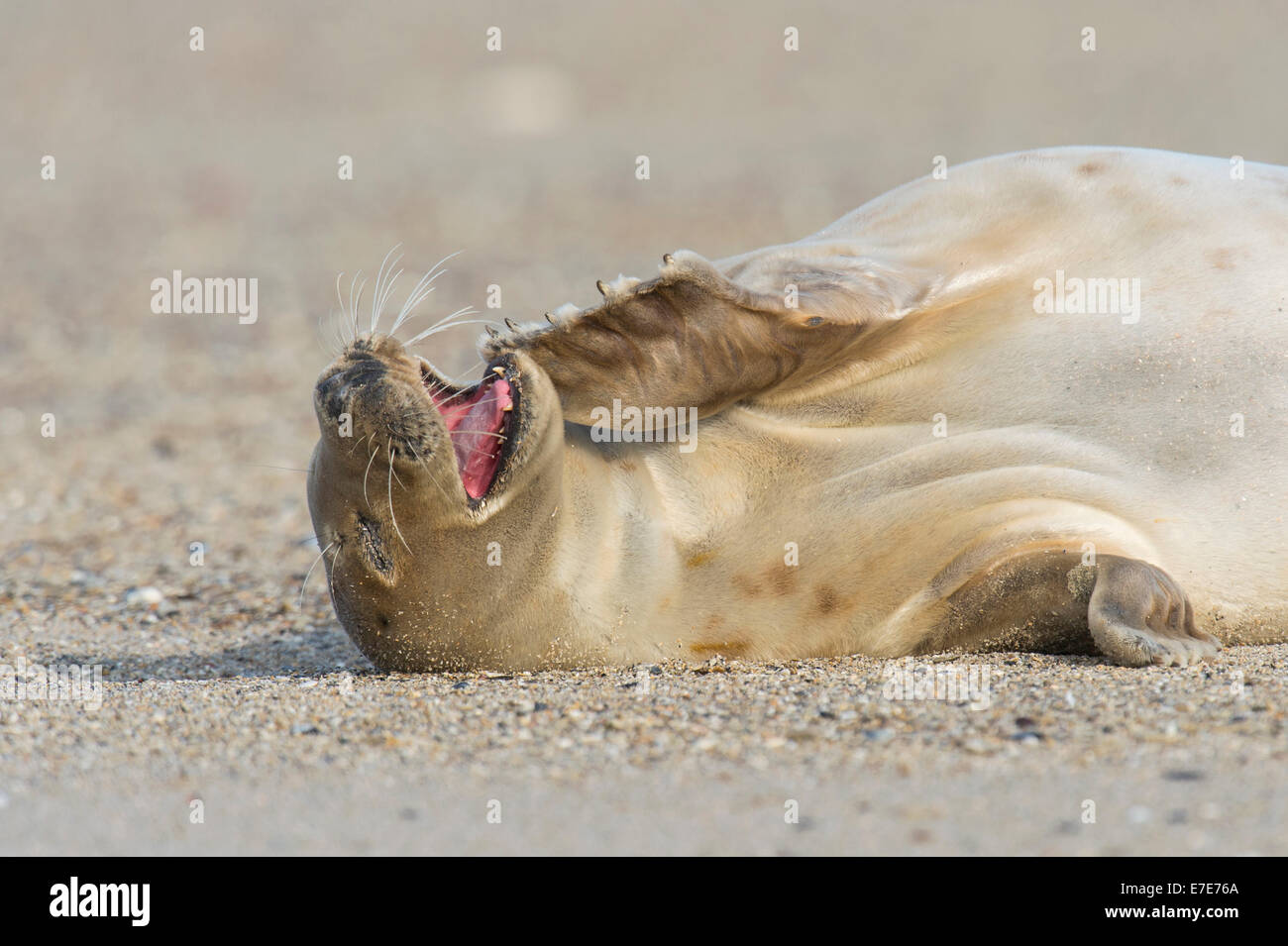 Guarnizione grigio, Halichoerus grypus, helgoland, mare del Nord, Germania Foto Stock