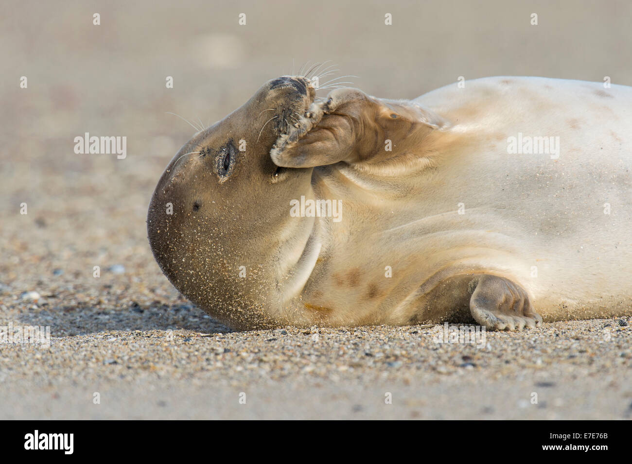 Guarnizione grigio, Halichoerus grypus, helgoland, mare del Nord, Germania Foto Stock