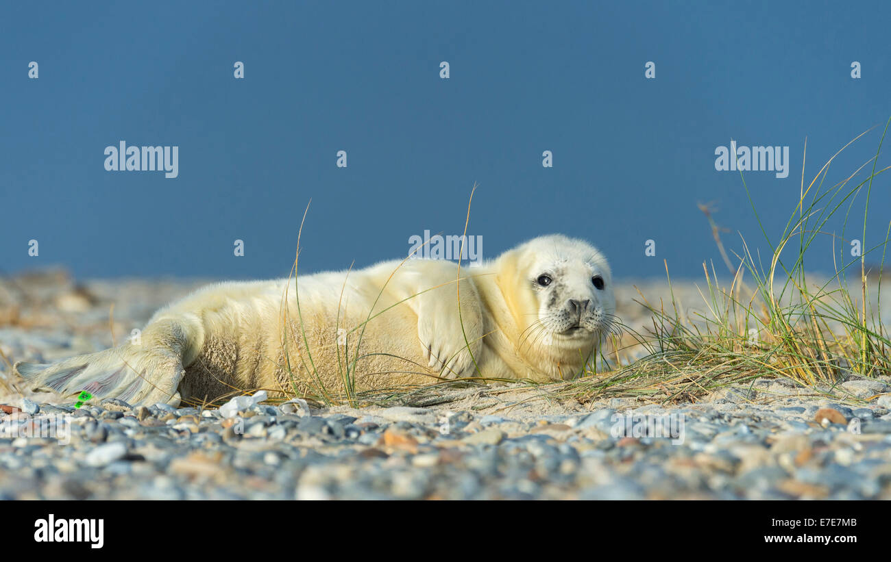 Guarnizione grigio, Halichoerus grypus, helgoland, mare del Nord, Germania Foto Stock