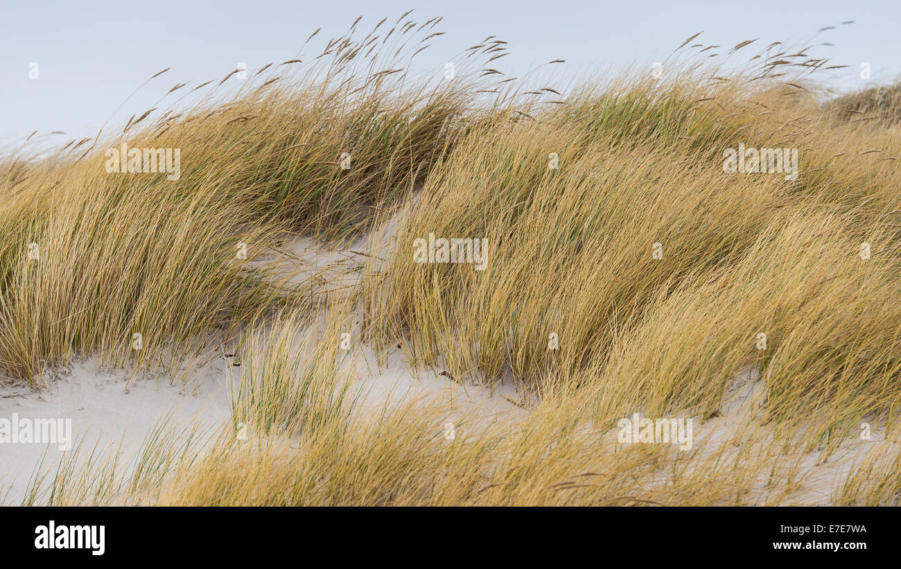 Sanddunes, helgoland, mare del Nord, Germania Foto Stock