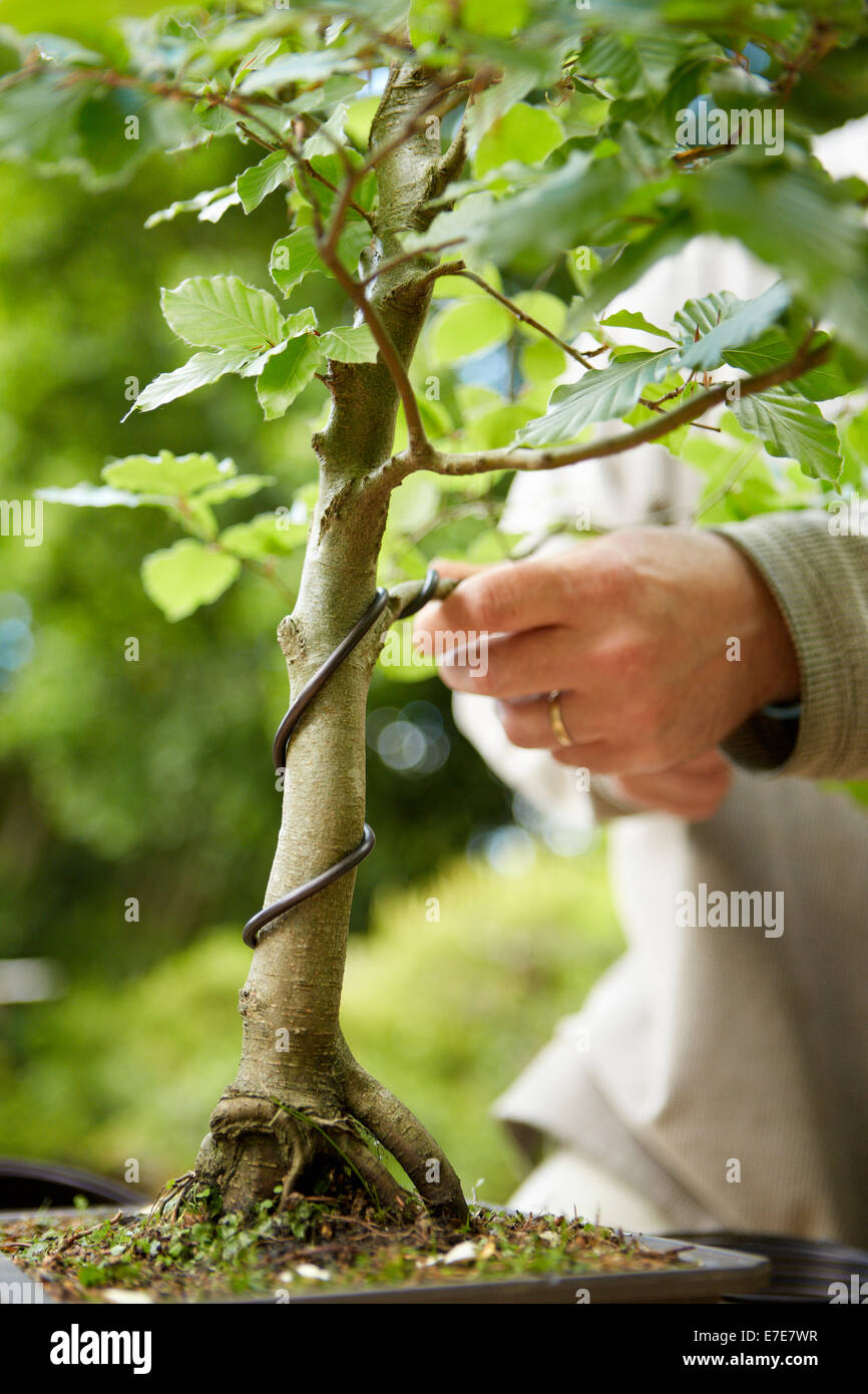 Cablaggio albero di bonsai Foto Stock