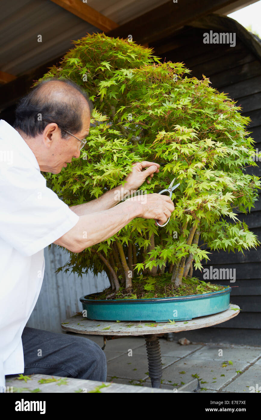 La potatura di un albero di bonsai Foto Stock