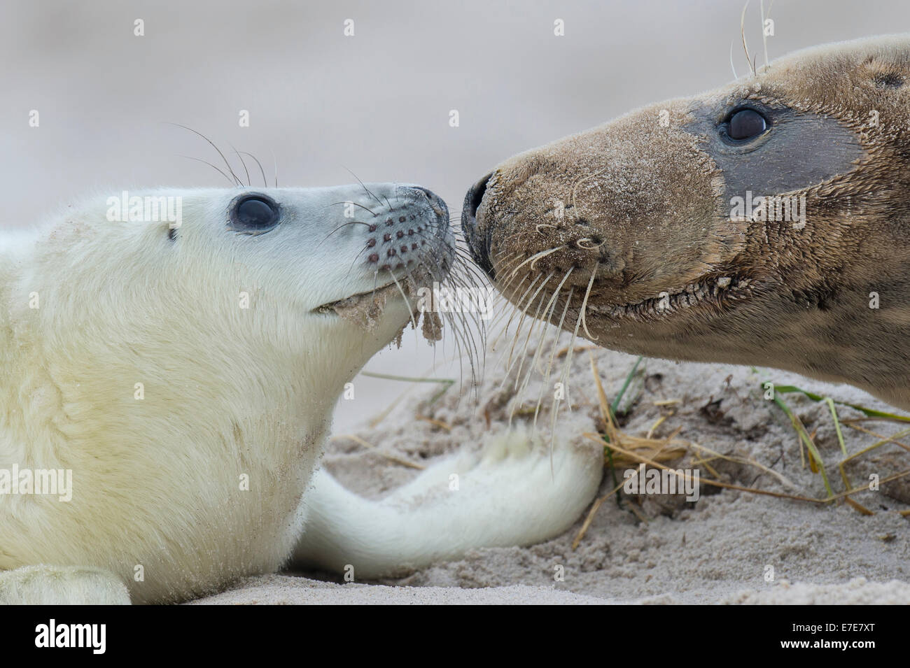 La madre e il bambino, guarnizione grigio, Halichoerus grypus, helgoland, mare del Nord, Germania Foto Stock