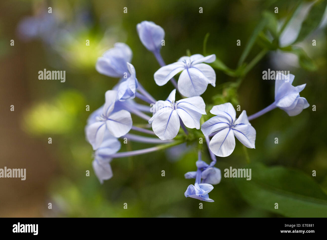 Plumbago auriculata. Cape leadwort fiori. Foto Stock Plumbago auriculata. Cape leadwort fiori. Foto Stock