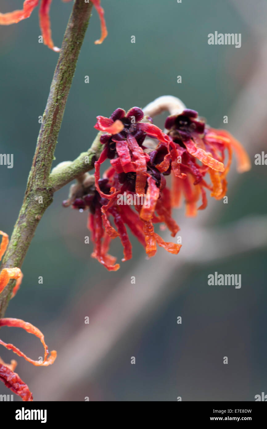 Hamamelis x intermedia 'Diane' Foto Stock