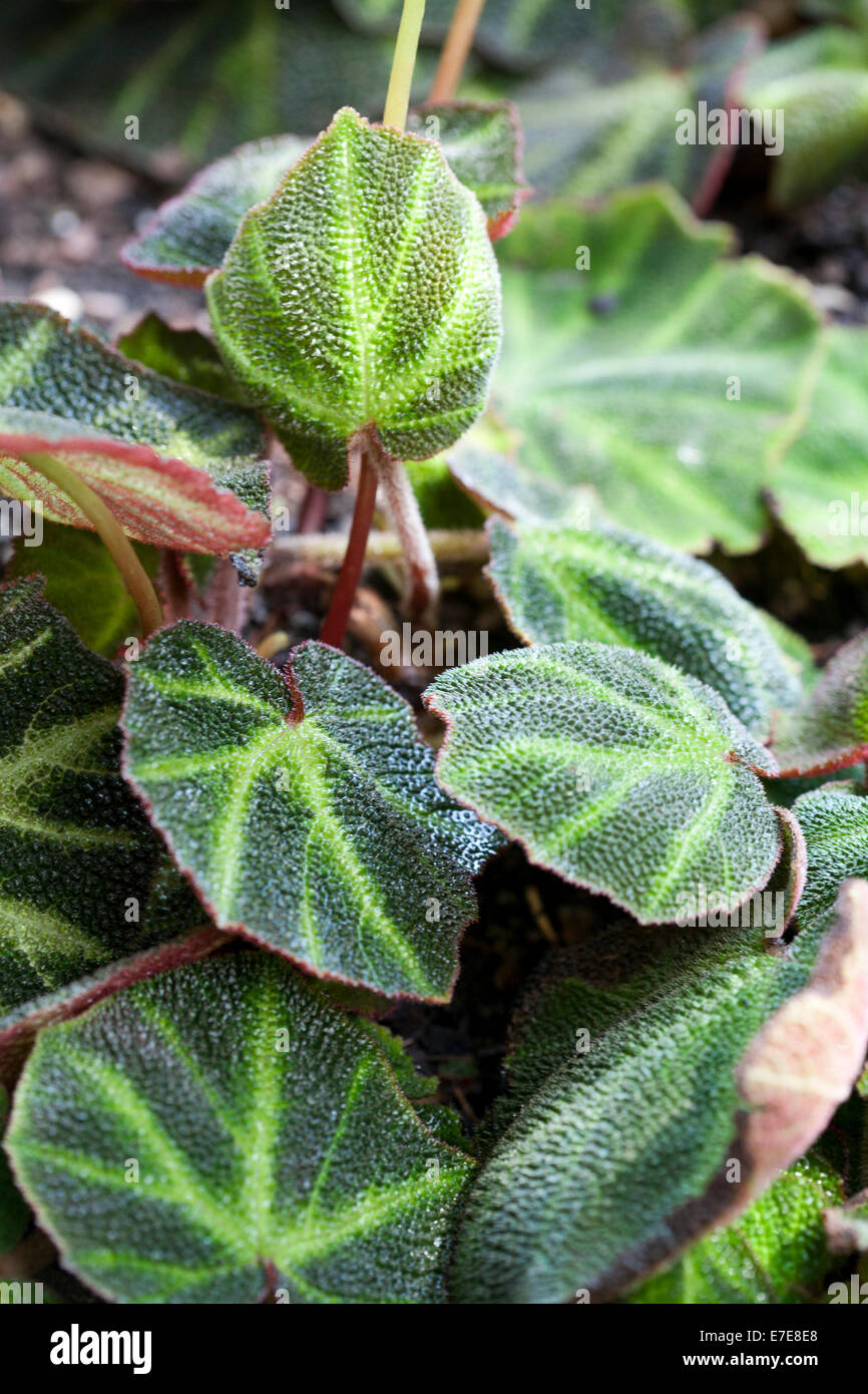 Begonia solis-mutata Foto Stock