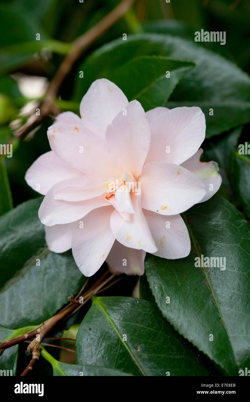 Camellia japonica 'Hagoromo' Foto Stock