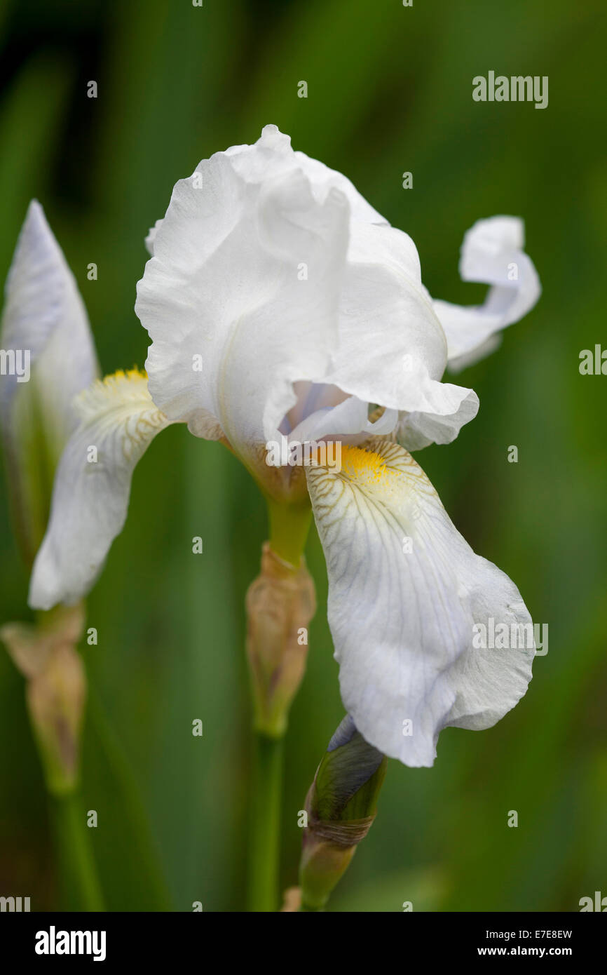 Iris 'Florentina' Foto Stock