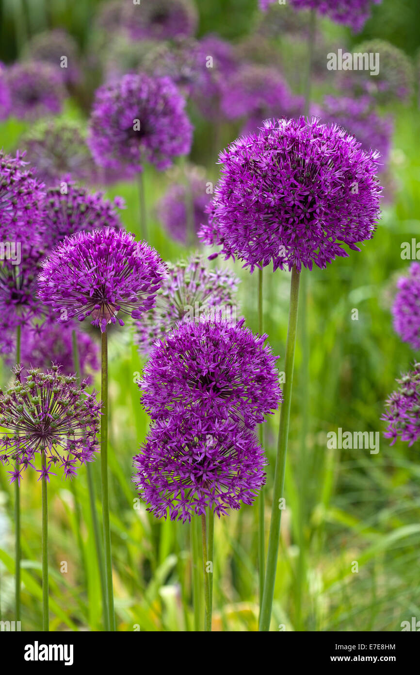 Allium hollandicum 'viola sensazione' Foto Stock