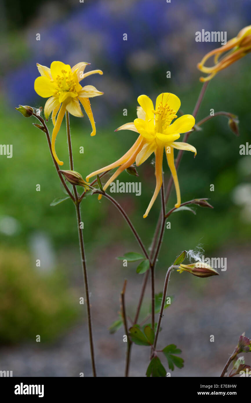 Aquilegia chrysantha Foto Stock