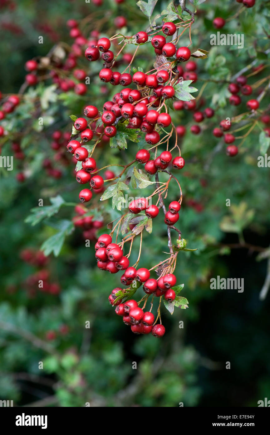 Biancospino, quickthorn o può tree, Crataegus monogyna con abbondante mature di bacche rosse in tarda estate Foto Stock