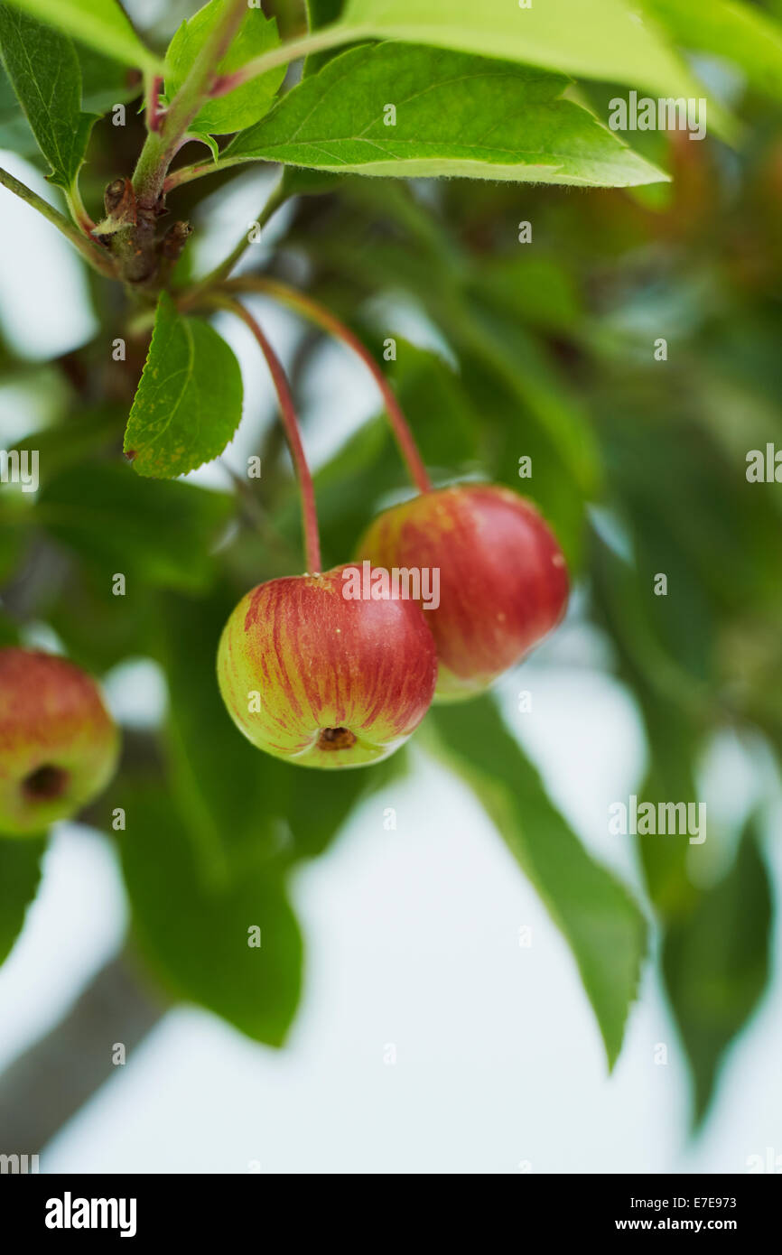 La frutta in bonsai crab apple tree Foto Stock