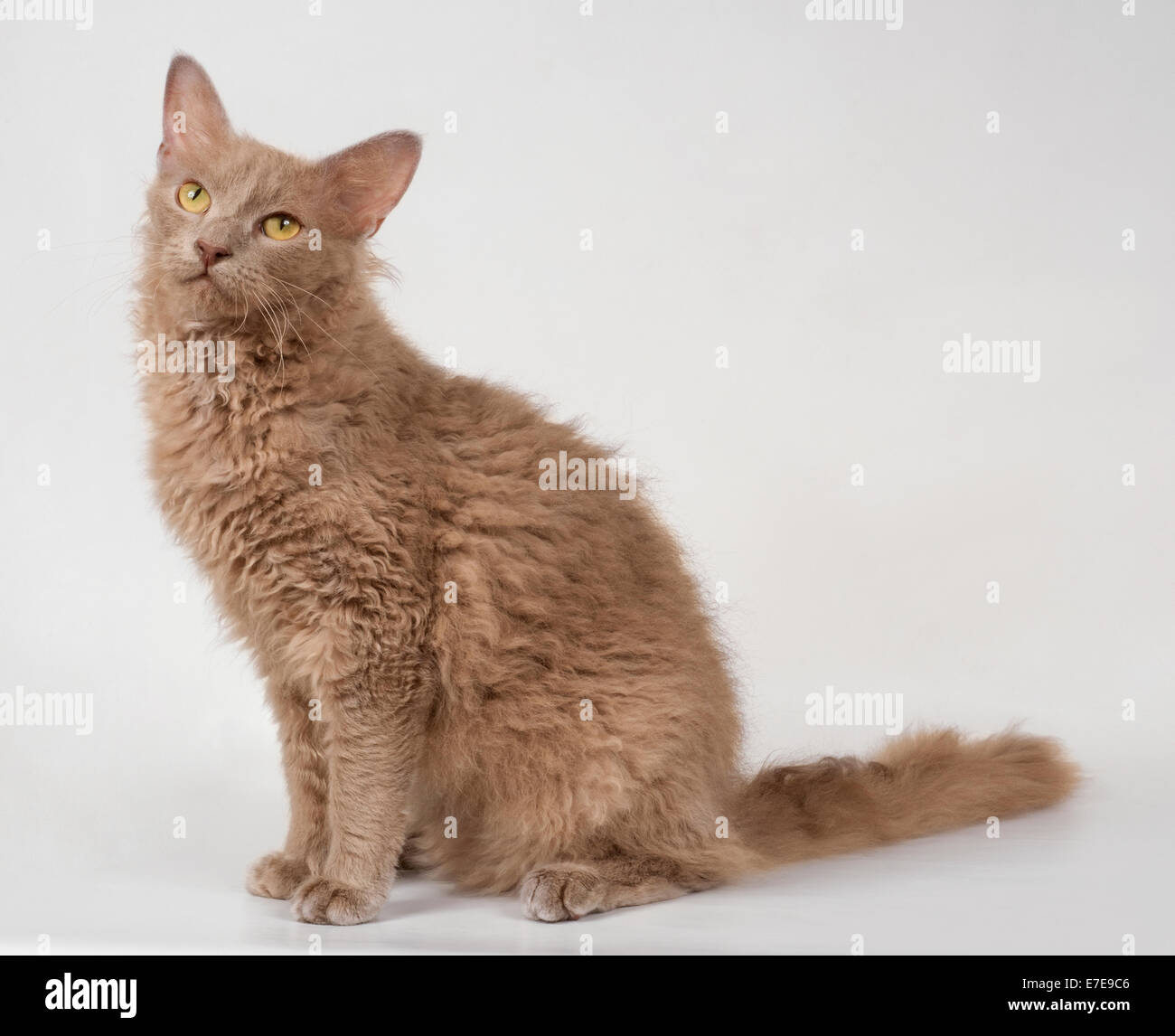 Laperm Longhair Cat Foto Stock