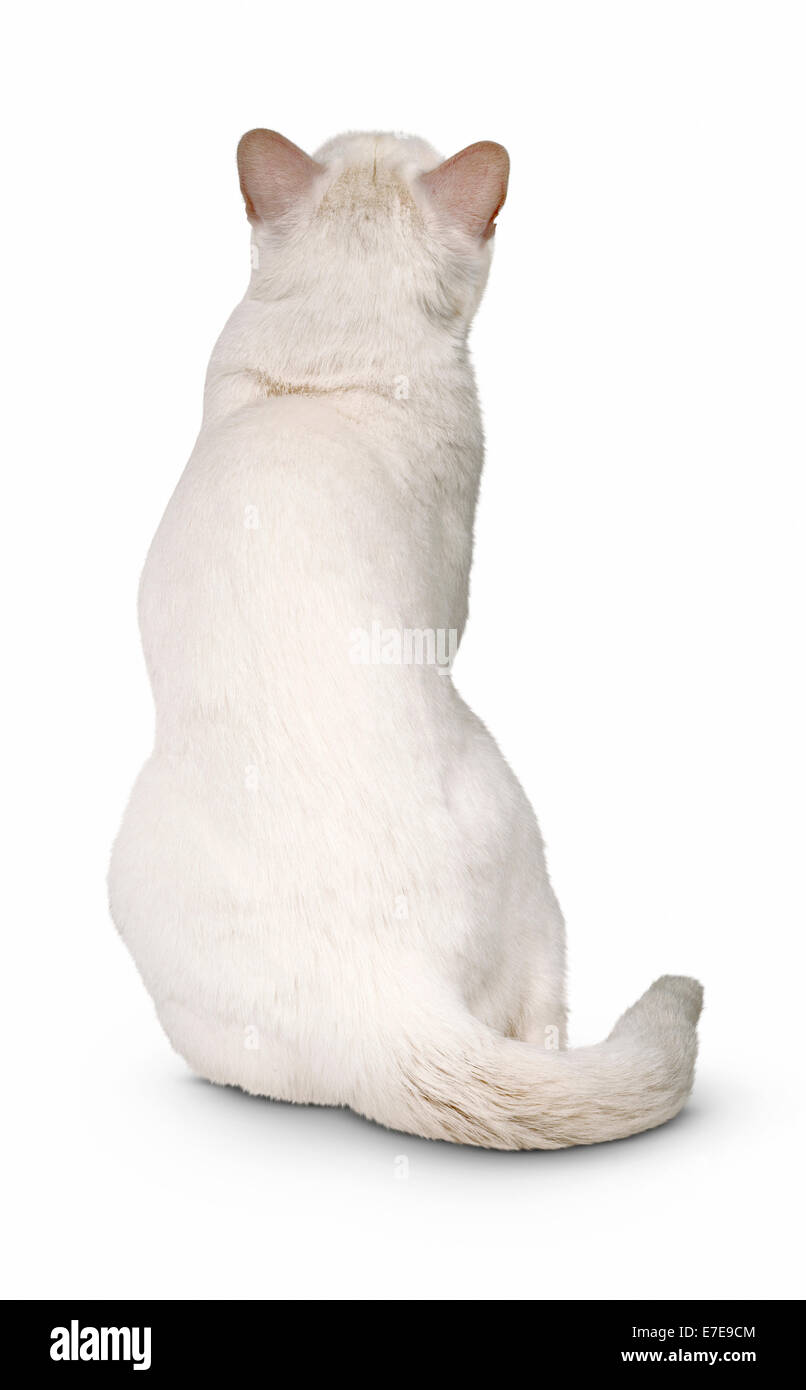 Khao Manee shorthair cat Foto Stock