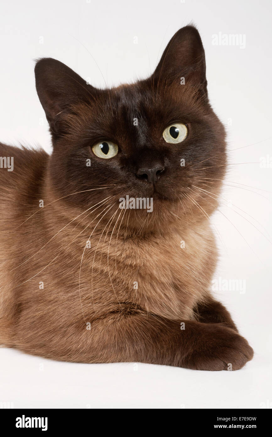 Munchkin Shorthair Cat Foto Stock