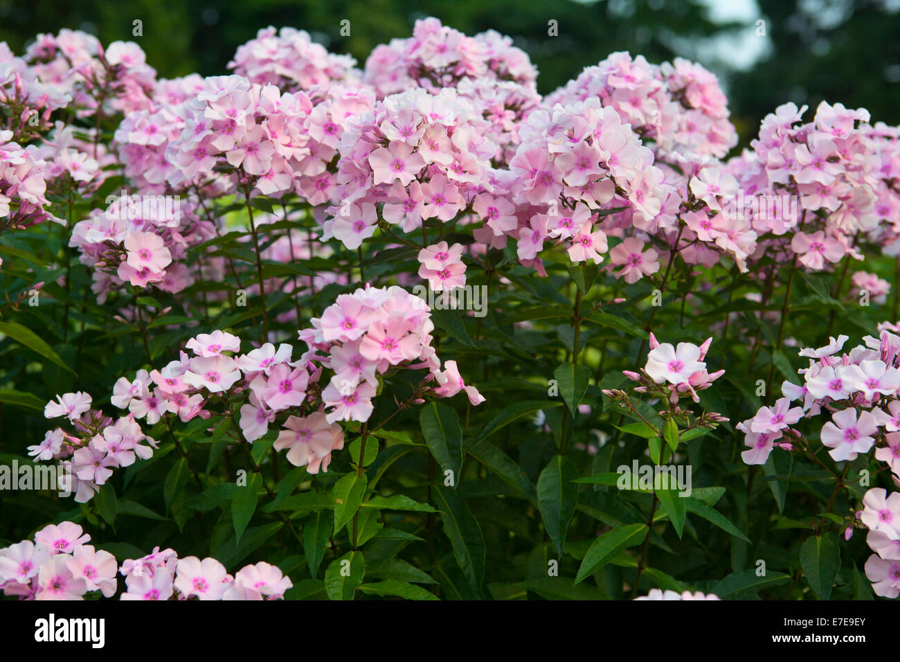 Phlox paniculata 'Rosa Pastel' Foto Stock