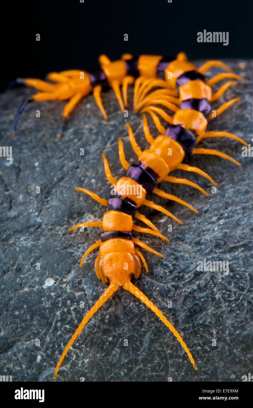 Centipede / Scolopendra hardwickei Foto Stock