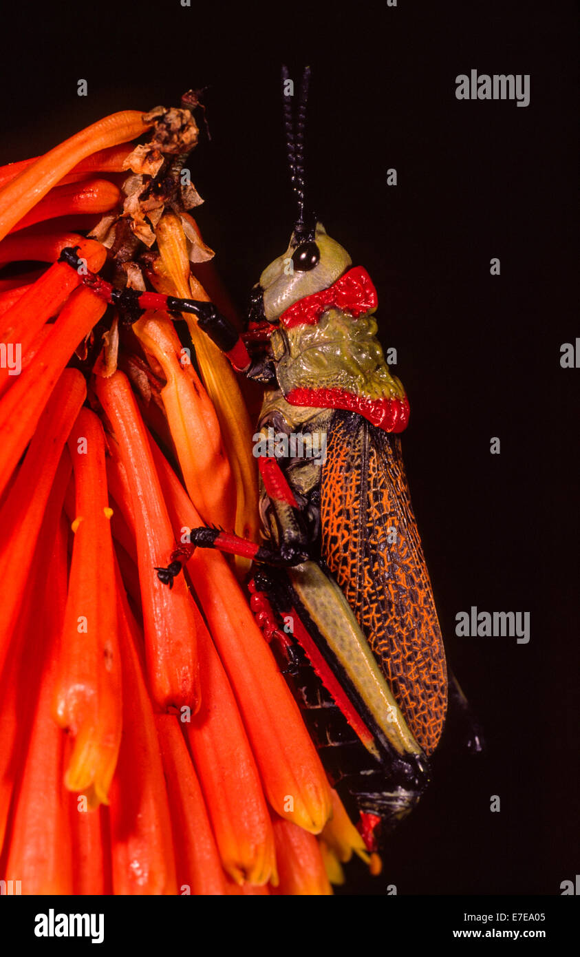 Schiuma KOPPIE GRASSHOPPER colorate di rosso e verde su un RED HOT POKER FLOWER NATAL SUD AFRICA Foto Stock