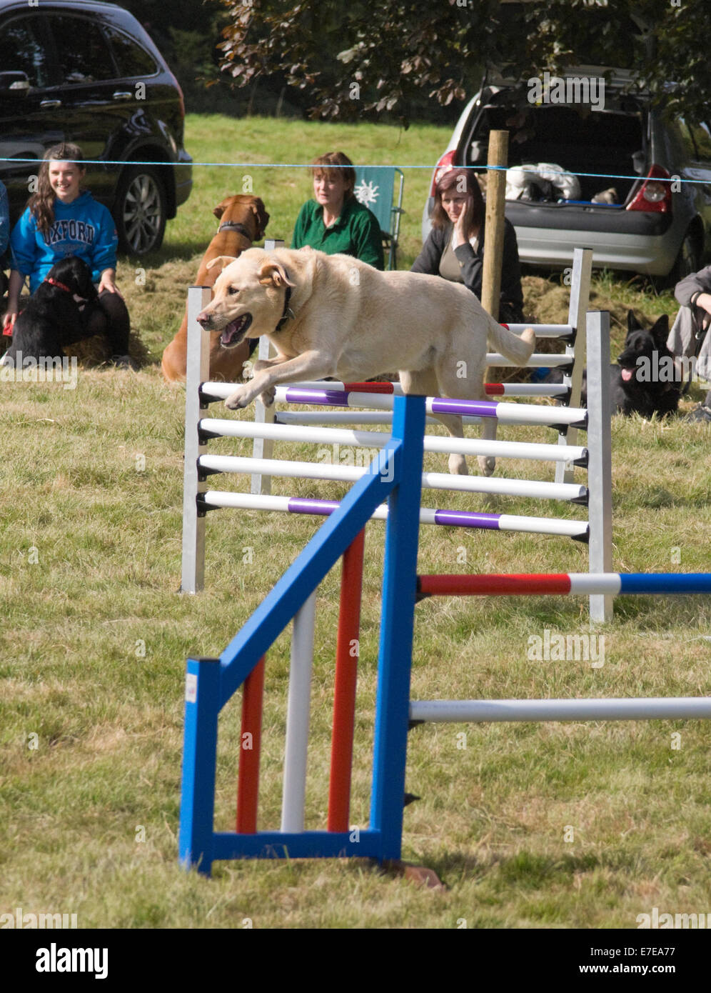Frampton Country Fair 2014 Frampton on Severn Gloucestershire Inghilterra agilità canino Foto Stock