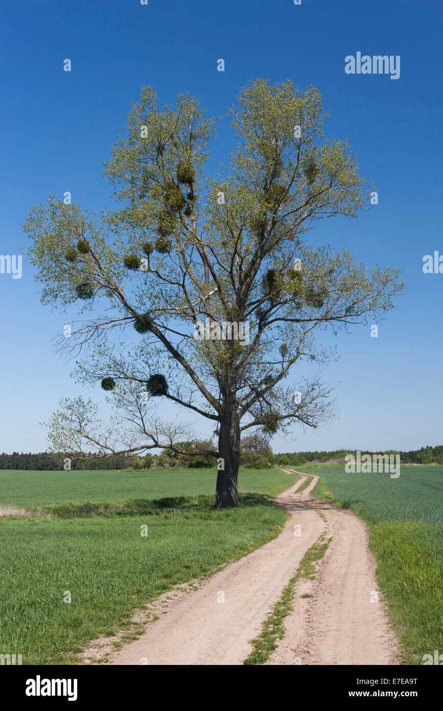 Misteltoes nella struttura ad albero, schönermark, uckermark district, Brandeburgo, Germania Foto Stock