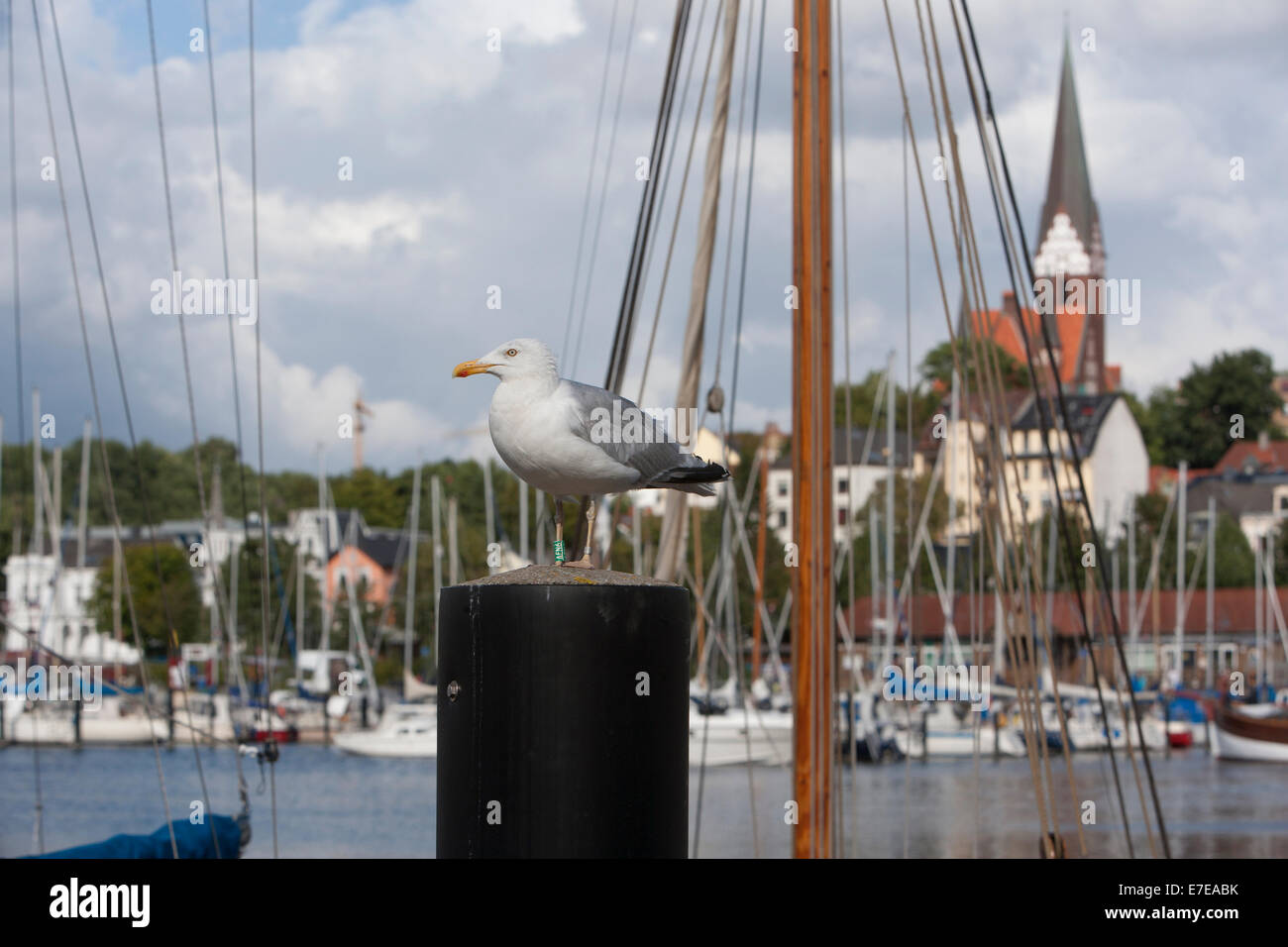 Seagull in pole, vista su flensburg-jürgensby con chiesa st. Jürgen, SCHLESWIG-HOLSTEIN, Germania Foto Stock