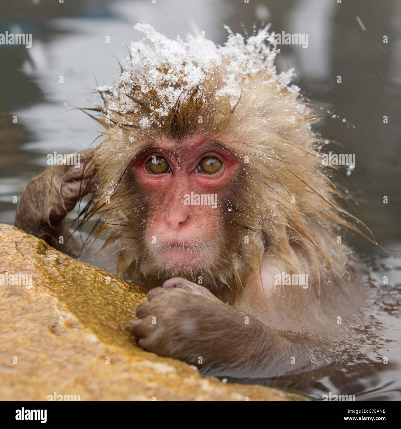 Macaque giapponese, neve scimmia in primavera calda nella neve Foto Stock