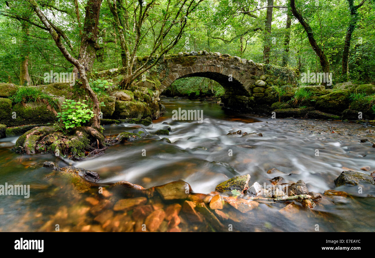 Un antico in pietra packhorse ponte che attraversa il fiume Bovey in Hisley boschi in oriente Dartmoor Foto Stock