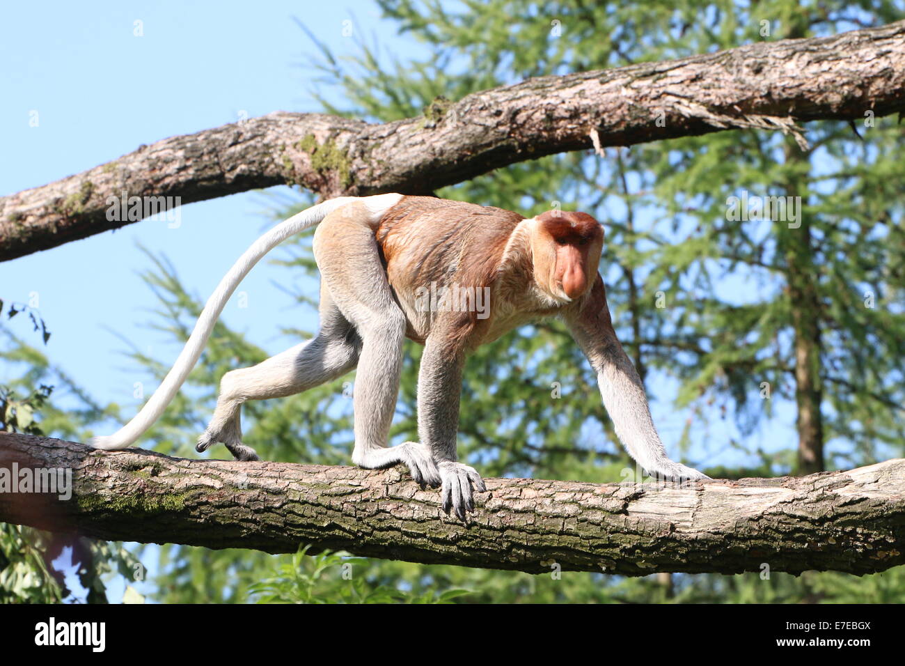 I capretti proboscide o a becco lungo (scimmia Nasalis larvatus) passeggiate in alto su un ramo Foto Stock