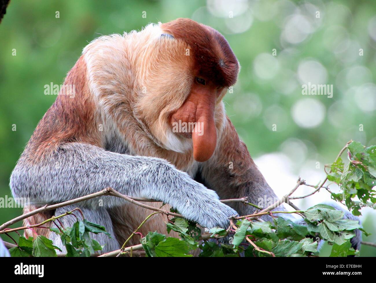 Malinconici maschio maturo proboscide o becchi lunghi di scimmia (Nasalis larvatus) Foto Stock