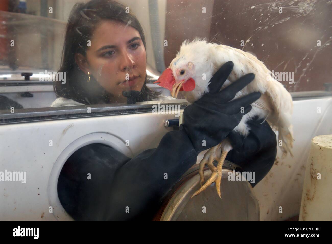 Zooprofilattici Sperimentali Istituto di Padova (Italia), la ricerca scientifica sull influenza aviaria Foto Stock