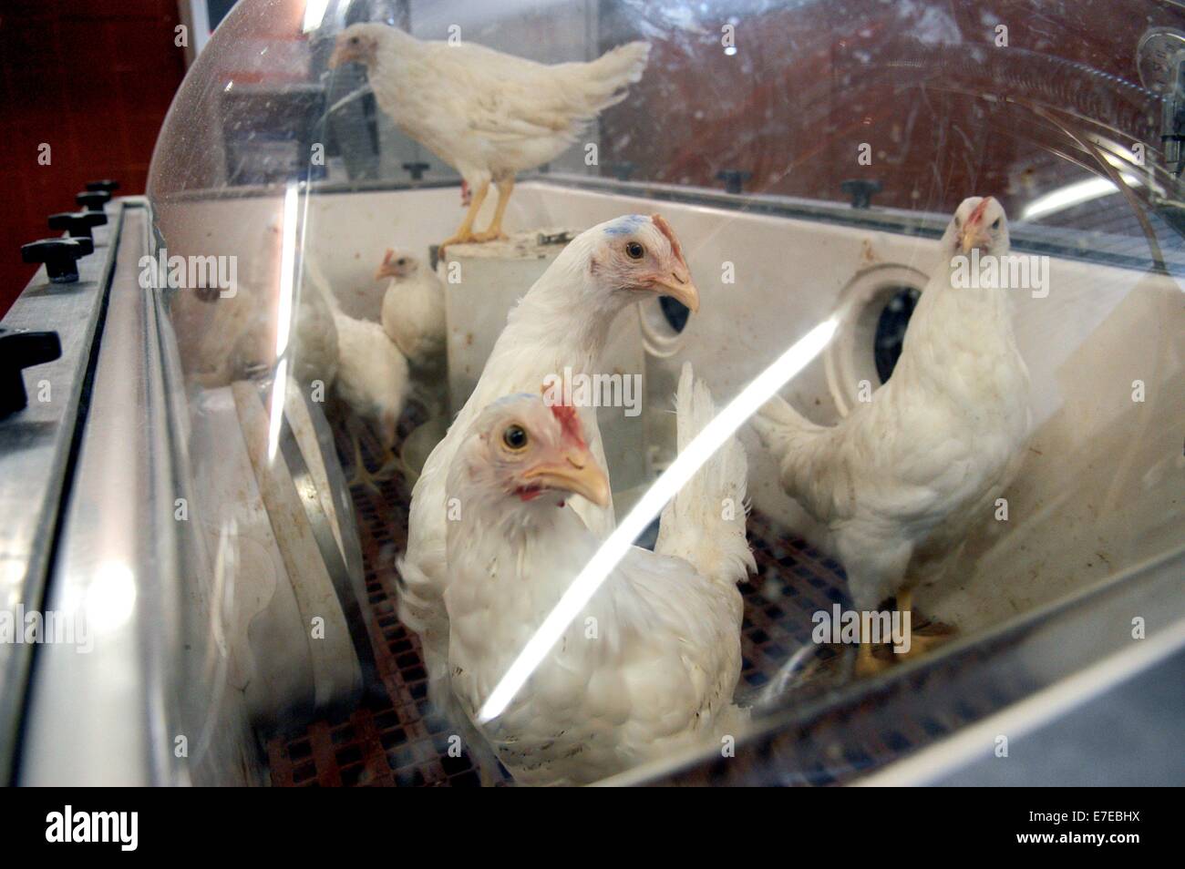 Zooprofilattici Sperimentali Istituto di Padova (Italia), la ricerca scientifica sull influenza aviaria Foto Stock