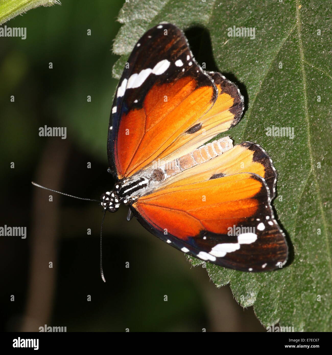 Plain Tiger o africano farfalla monarca (Danaus chrysippus) Foto Stock