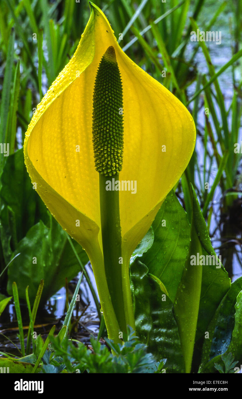 SKUNK cavolo il fiore giallo che cresce in una palude la Scozia occidentale Foto Stock