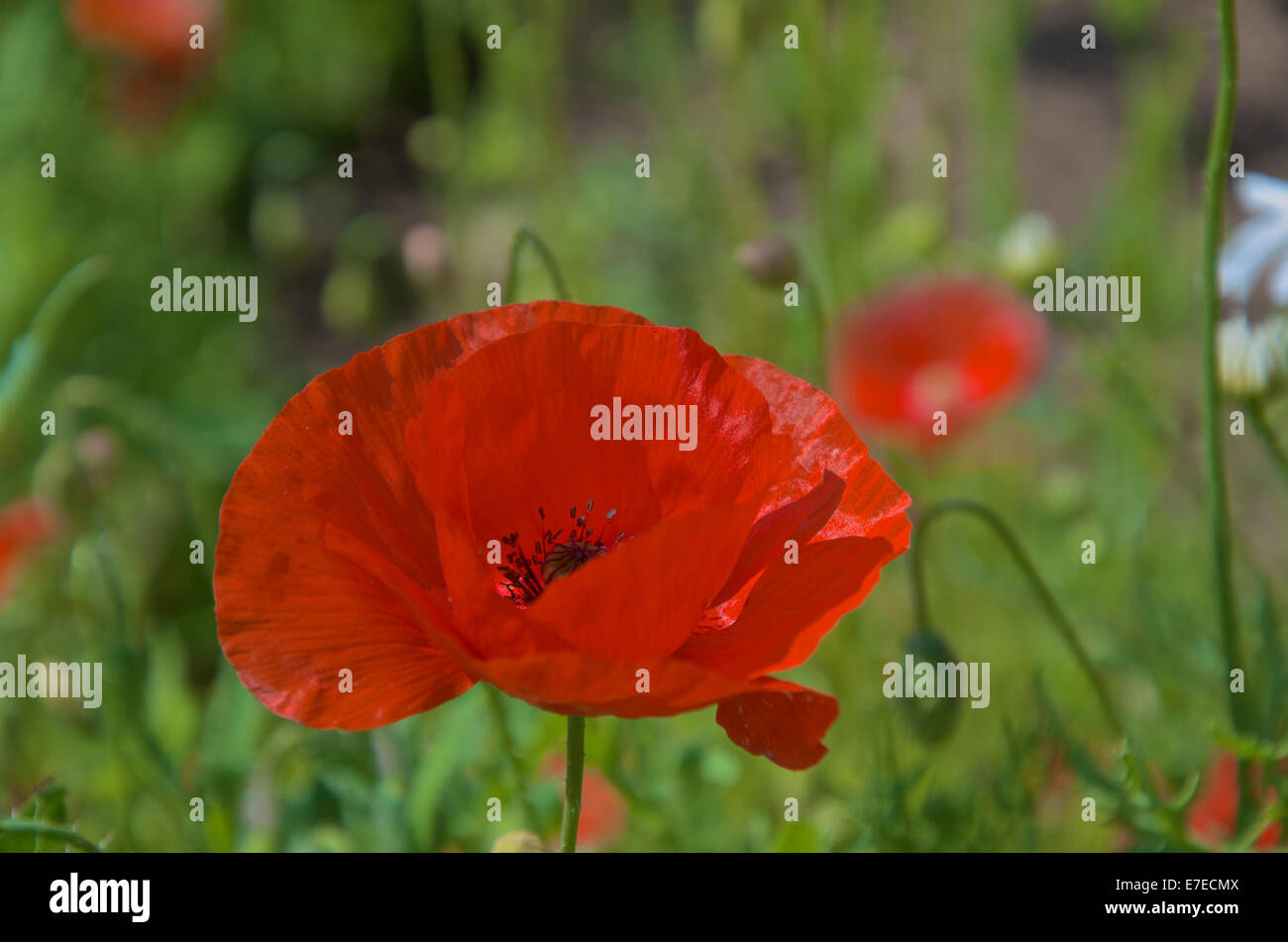 Campo di mais o di semi di papavero - Papaver rhoeas Foto Stock