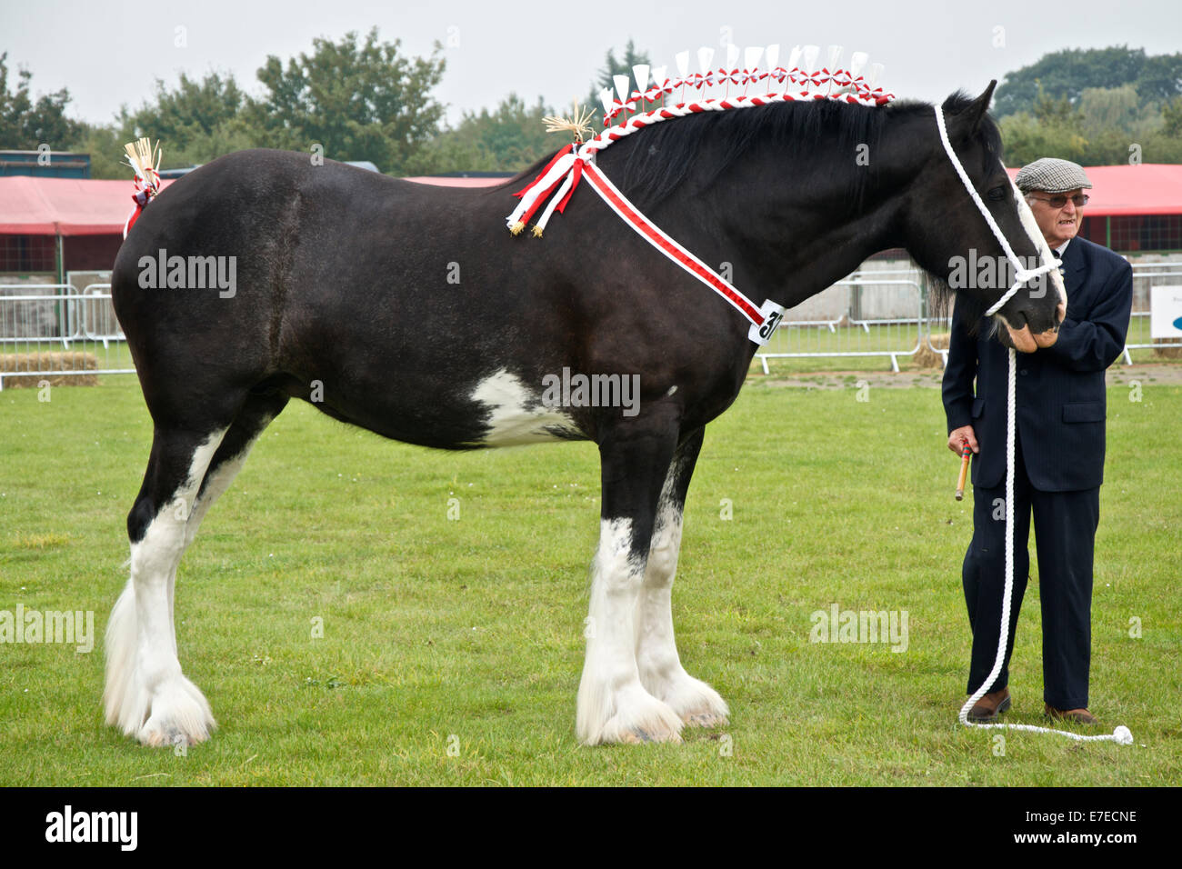 Shire cavallo vestiti per lo spettacolo anello con anziani espositore. Foto Stock