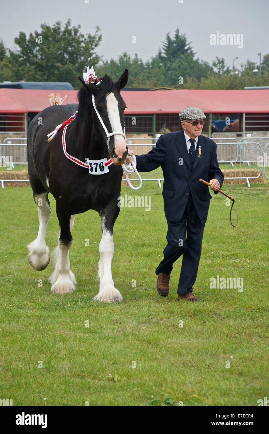 Shire cavallo vestiti per lo spettacolo anello con anziani espositore. Foto Stock