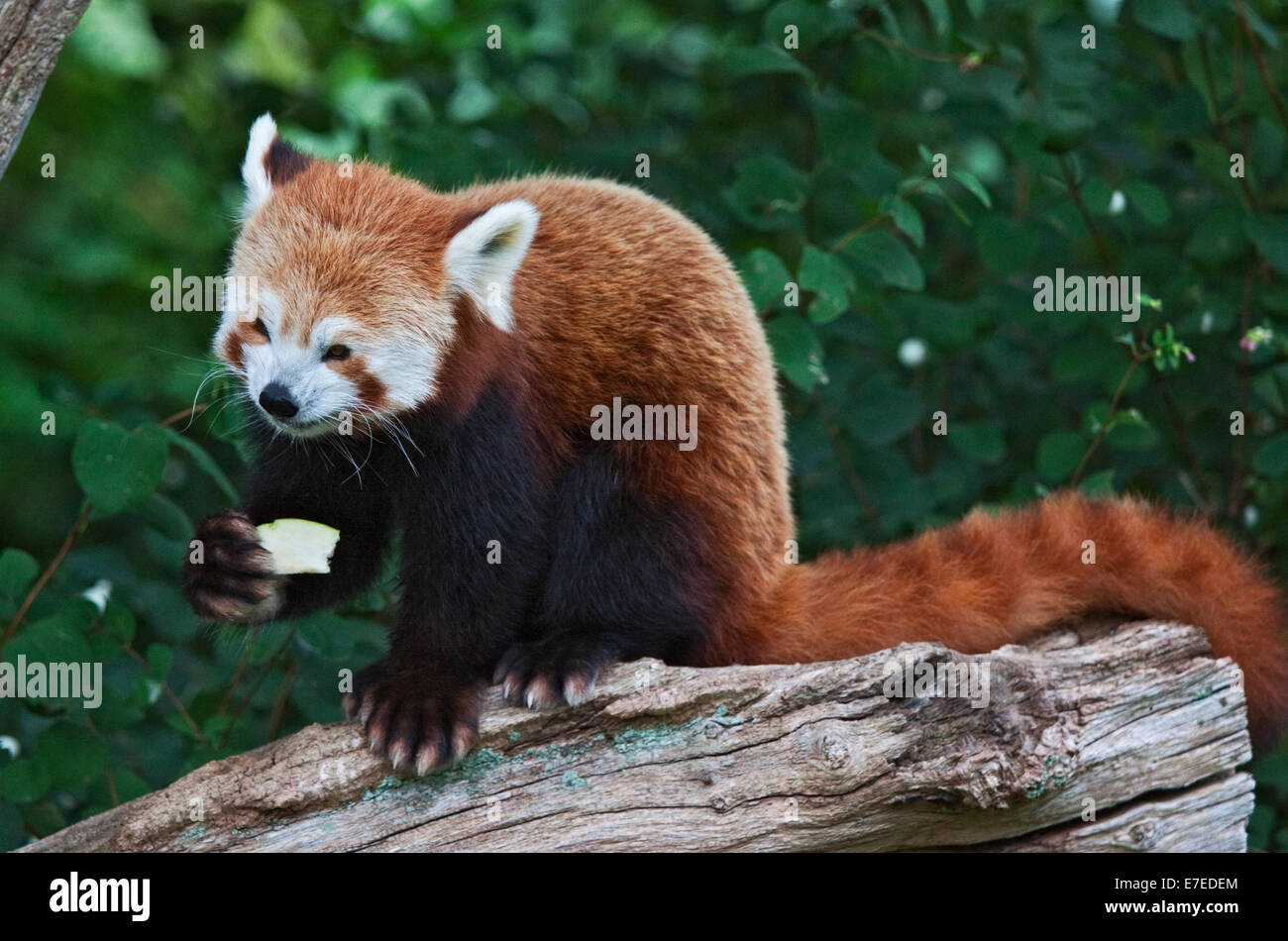 Panda rosso (Ailurus fulgens) alimentazione Foto Stock