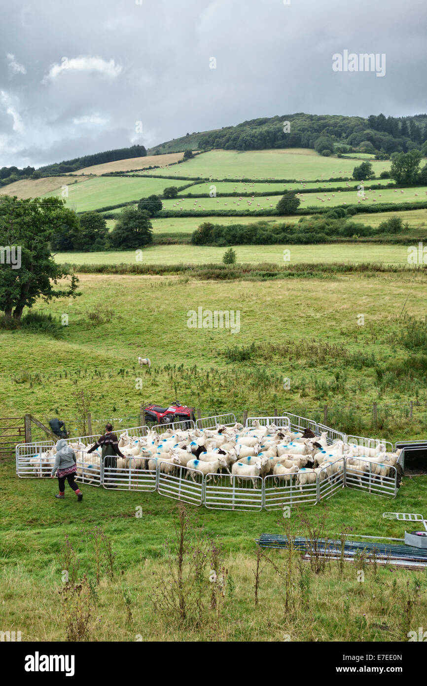 Radunare le pecore su una collina gallese agriturismo vicino a Knighton, Powys, Regno Unito Foto Stock