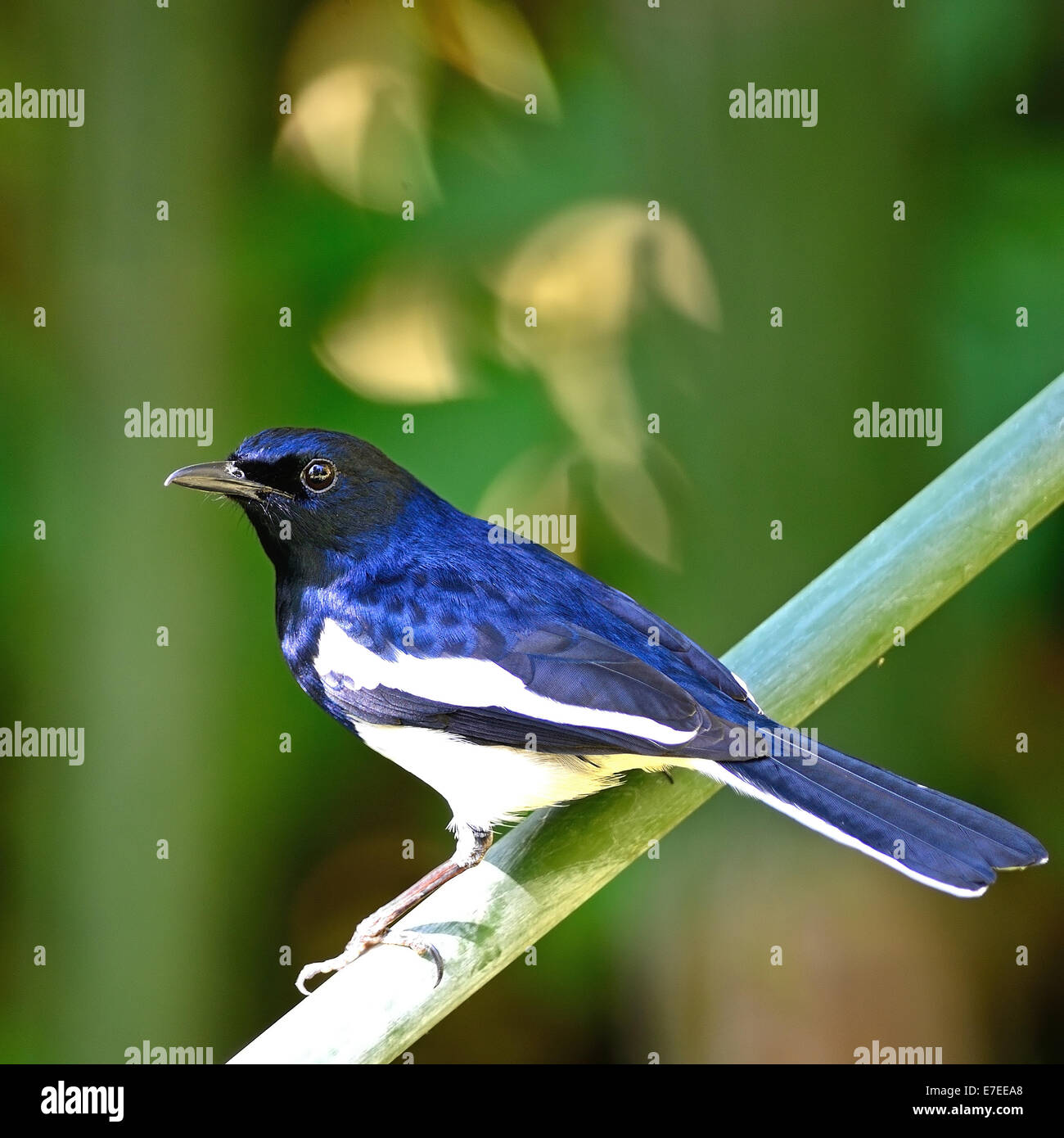 Bellissimo uccello bianco e nero, maschio Oriental Magpie Robin (Copsychus saularis), in piedi su un ramo, Profilo laterale Foto Stock