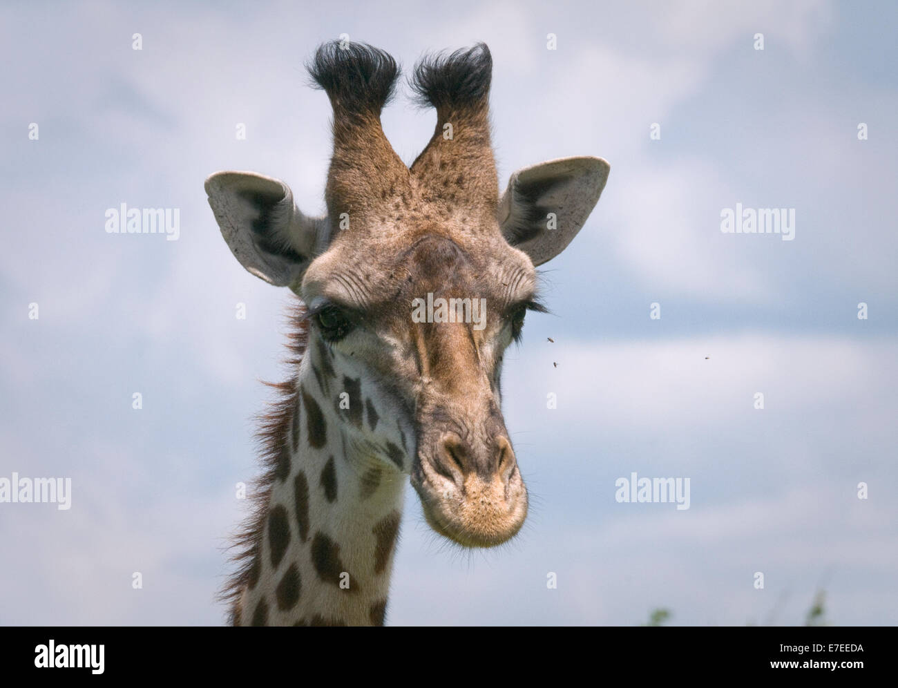 Masai giraffe-colpo alla testa Foto Stock