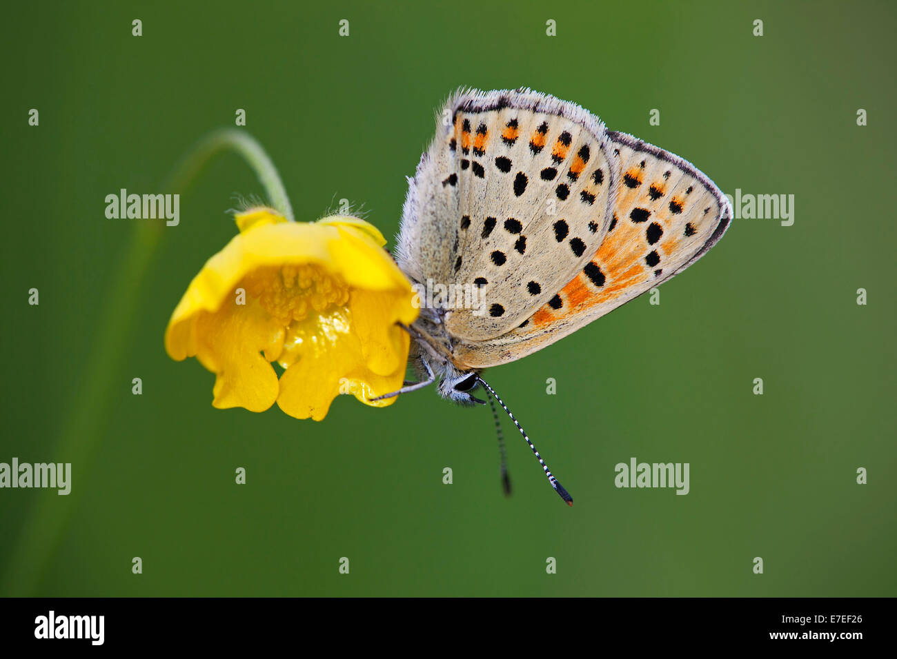 Fuligginosa rame (Lycaena tityrus) sul fiore Foto Stock