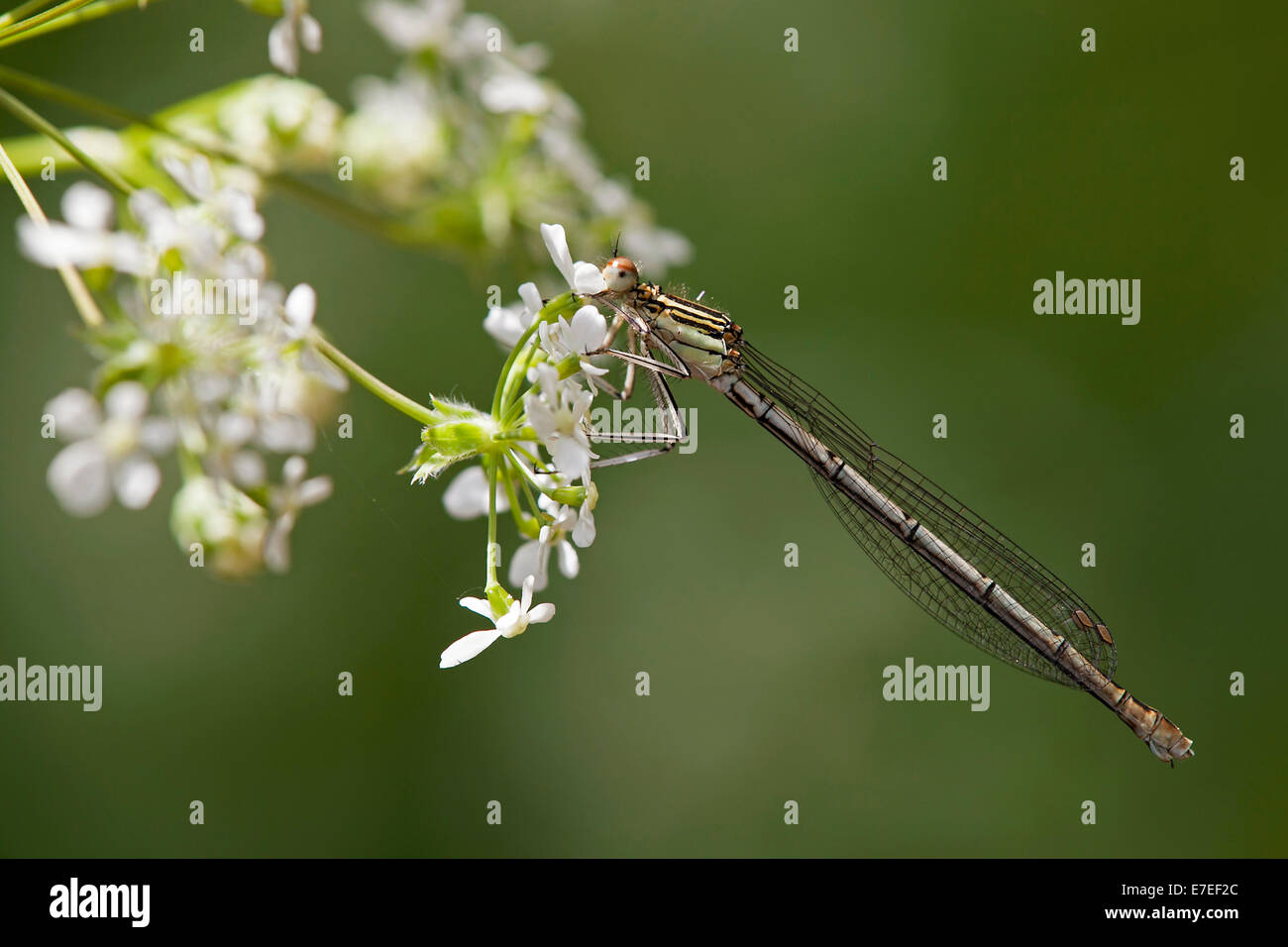 White-gambe Damselfly / blue featherleg (Platycnemis pennipes) femmina appollaiato sul fiore Foto Stock