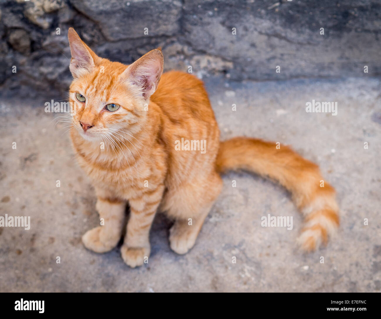Un rosso street cat in Stone Town sulla isola di Zanzibar. Foto Stock