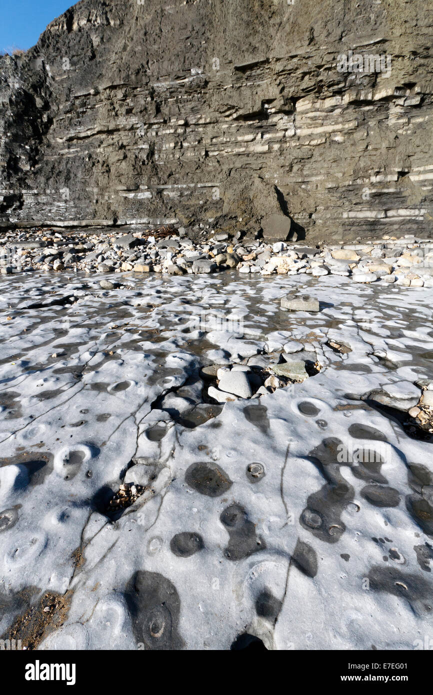 Pavimentazione in calcare del Lias Inferiore formazione impaccata con ammonita fossili. Su Jurassic Coast di Dorset, una famosa in tutto il mondo fos Foto Stock