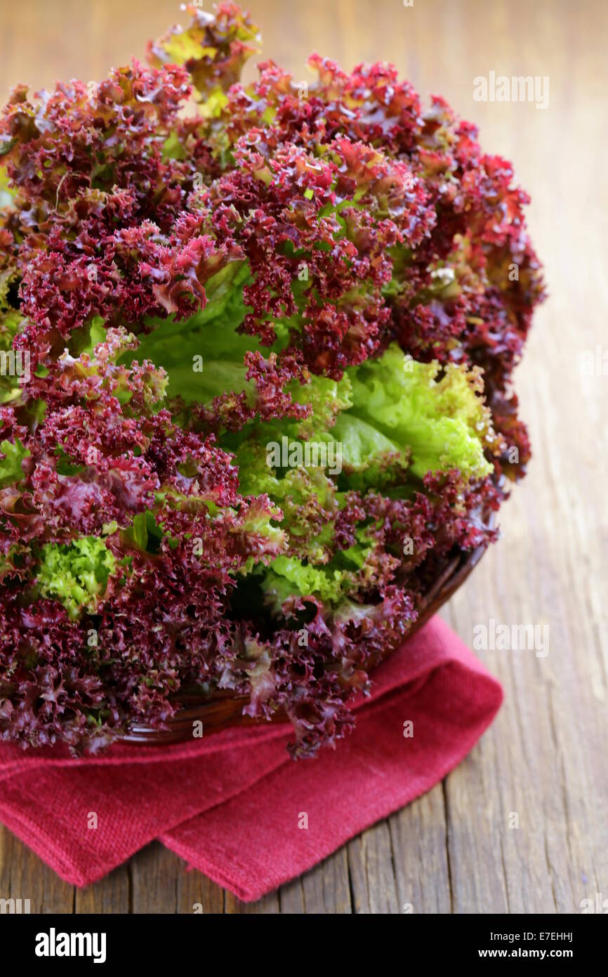 Fresche biologiche di lattuga viola (lollo rosso) Foto Stock
