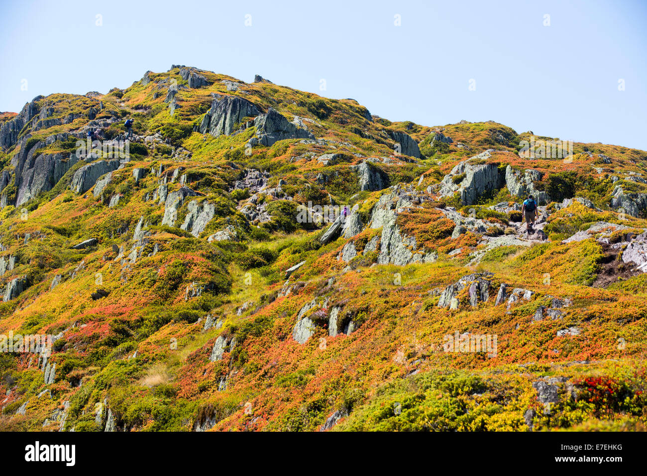 La Aiguillette des Posettes con piante di mirtillo europeo la colorazione fino in tarda estate, al di sopra di Chamonix, sulle alpi francesi. Foto Stock